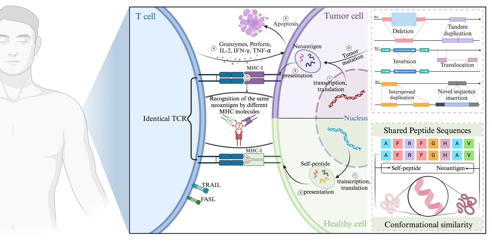 Illustration of TCR cross-reactivity
