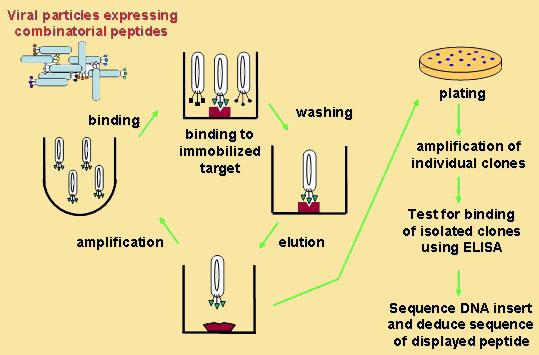 Scheme of phage display 